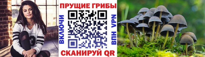 Купить где  Гулькевичи  Псилоцибиновые грибы Psilocybine cubensis 
